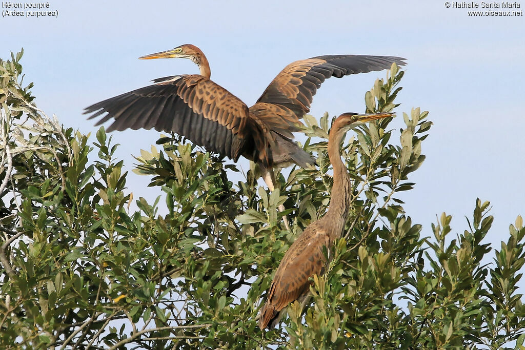 Purple Heronjuvenile, identification, habitat, Flight, Behaviour