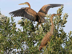 Purple Heron