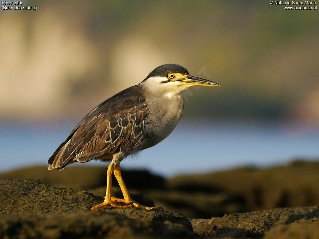 Striated Heronadult