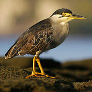 Striated Heron