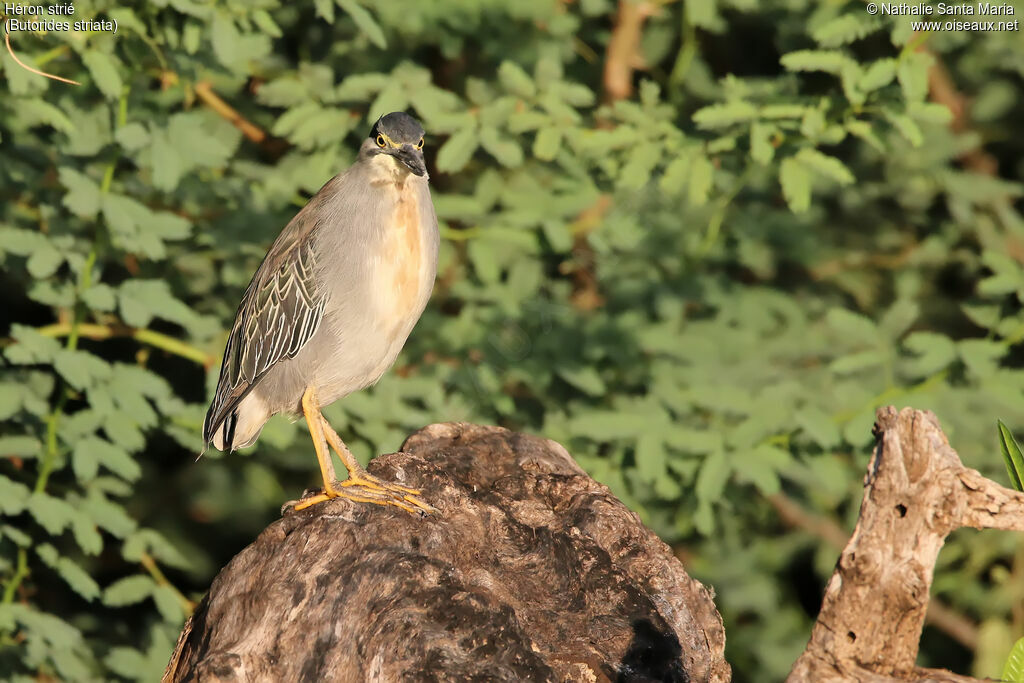 Striated Heronadult, identification, habitat