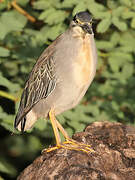 Striated Heron