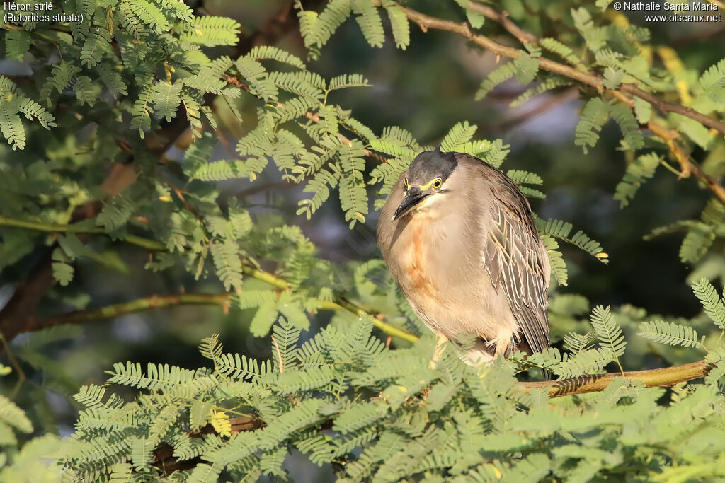 Héron striéadulte, identification, habitat