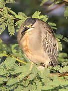 Striated Heron