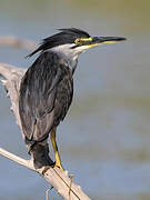 Striated Heron