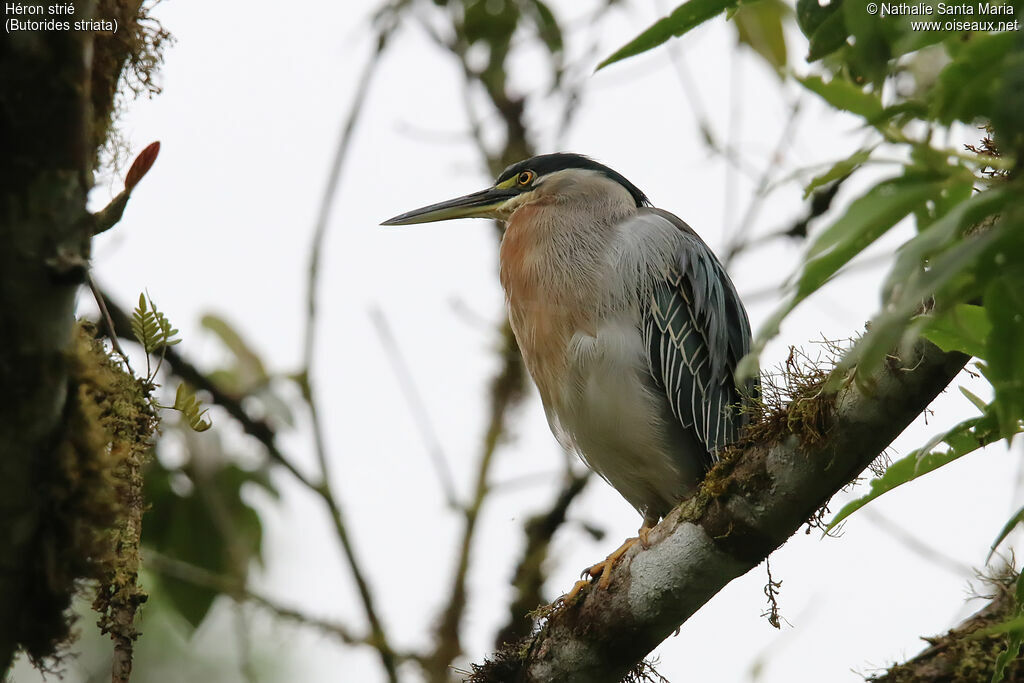 Striated Heronadult, identification