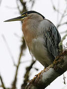 Striated Heron