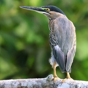 Héron strié