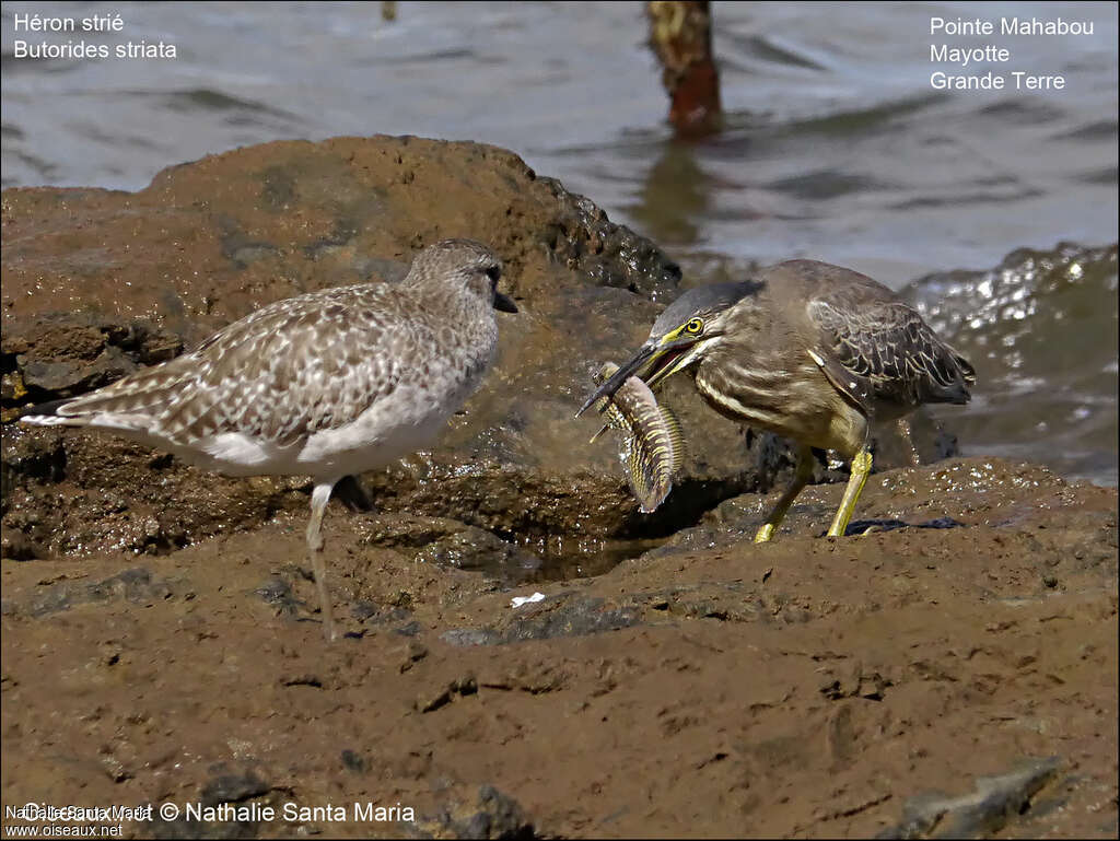 Striated Heronadult, feeding habits