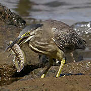 Striated Heron