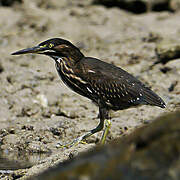 Striated Heron