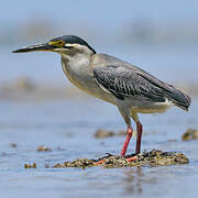 Striated Heron