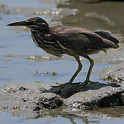 Striated Heron