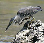 Striated Heron