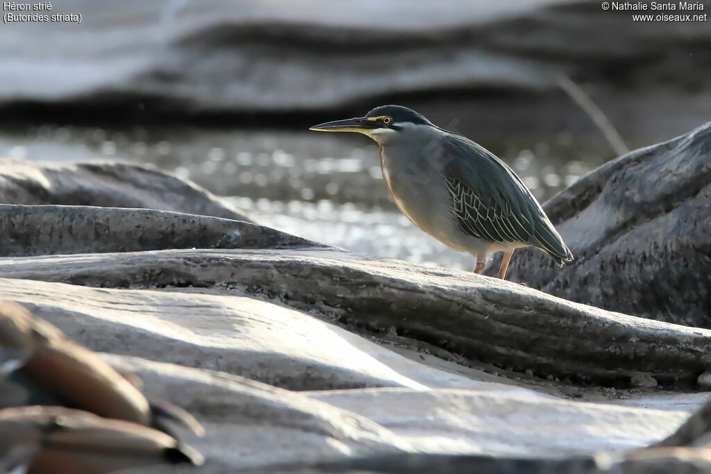 Héron striéadulte, identification, habitat