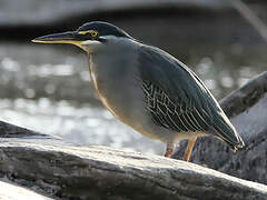 Striated Heron