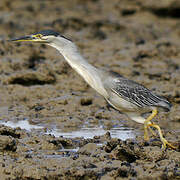 Striated Heron