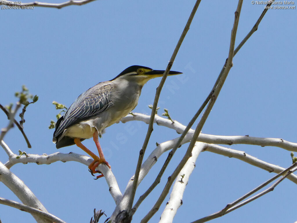 Striated Heronadult