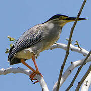 Striated Heron