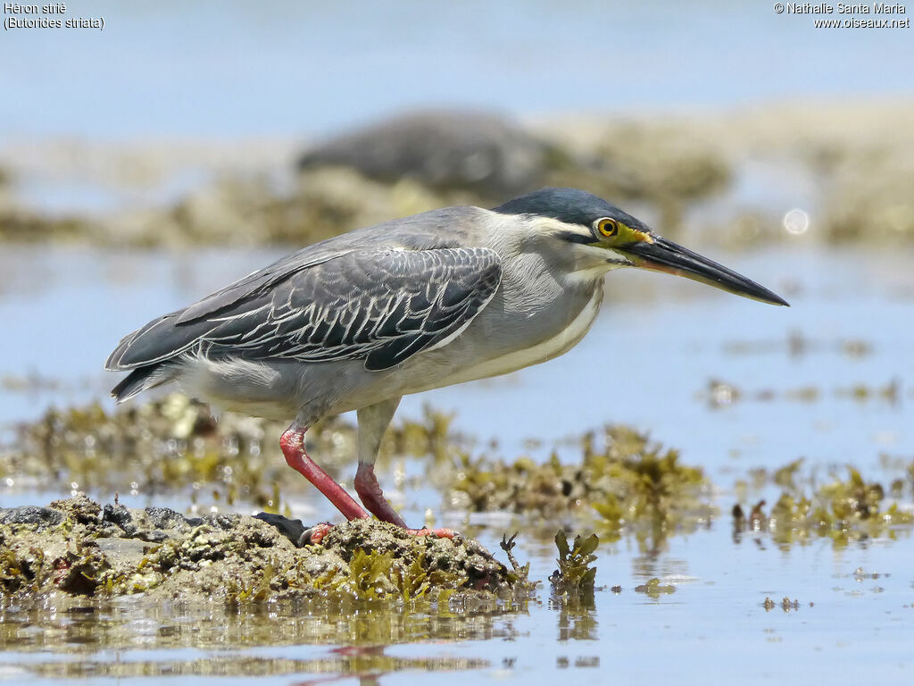 Striated Heronadult breeding