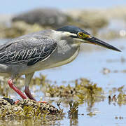 Striated Heron