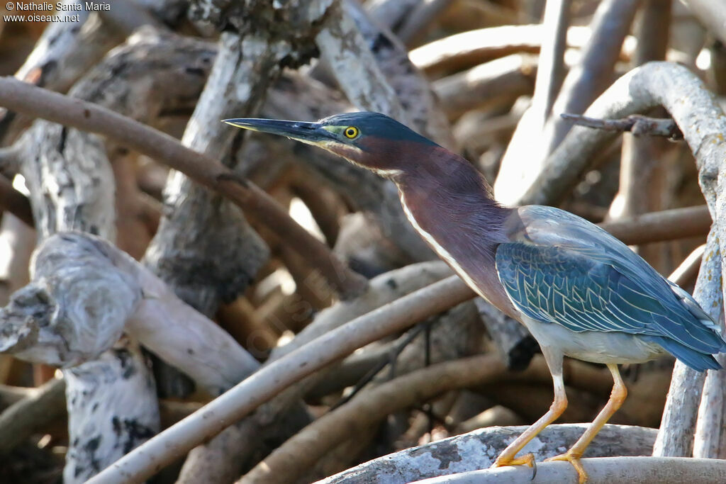 Héron vertadulte, identification