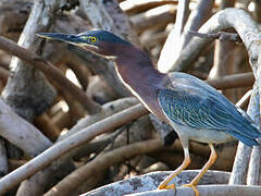 Green Heron