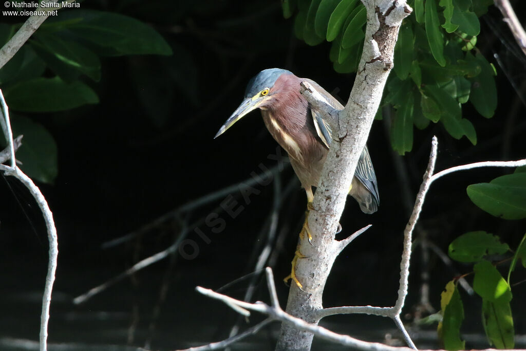 Héron vertadulte, identification