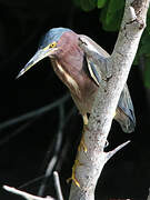 Green Heron