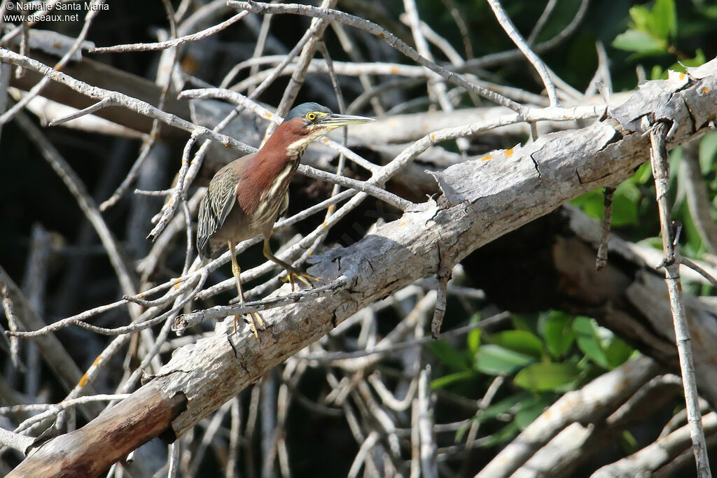 Héron vertadulte, identification