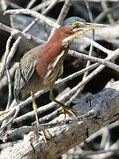 Green Heron