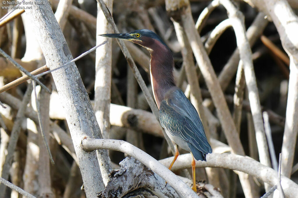 Green Heronadult, identification