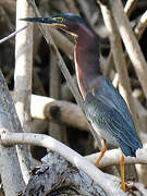 Green Heron