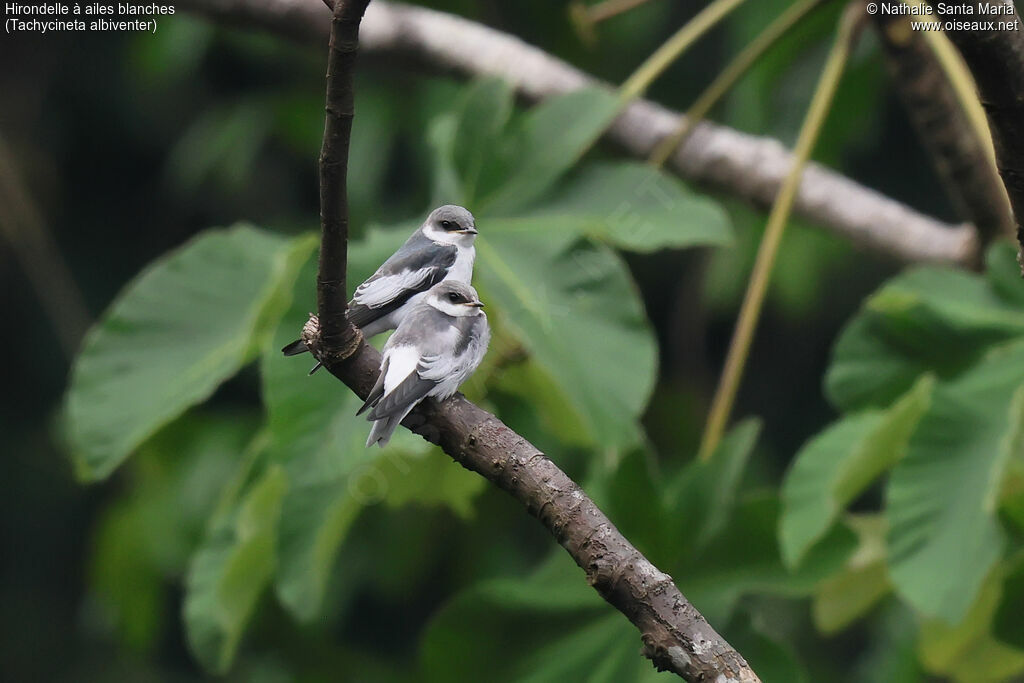 Hirondelle à ailes blanchesjuvénile, identification