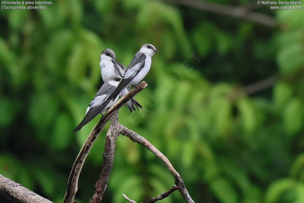Hirondelle à ailes blanchesjuvénile, identification