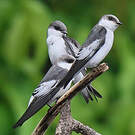 Hirondelle à ailes blanches