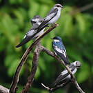 Hirondelle à ailes blanches
