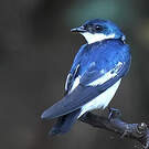 Hirondelle à ailes blanches