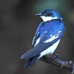 Hirondelle à ailes blanches