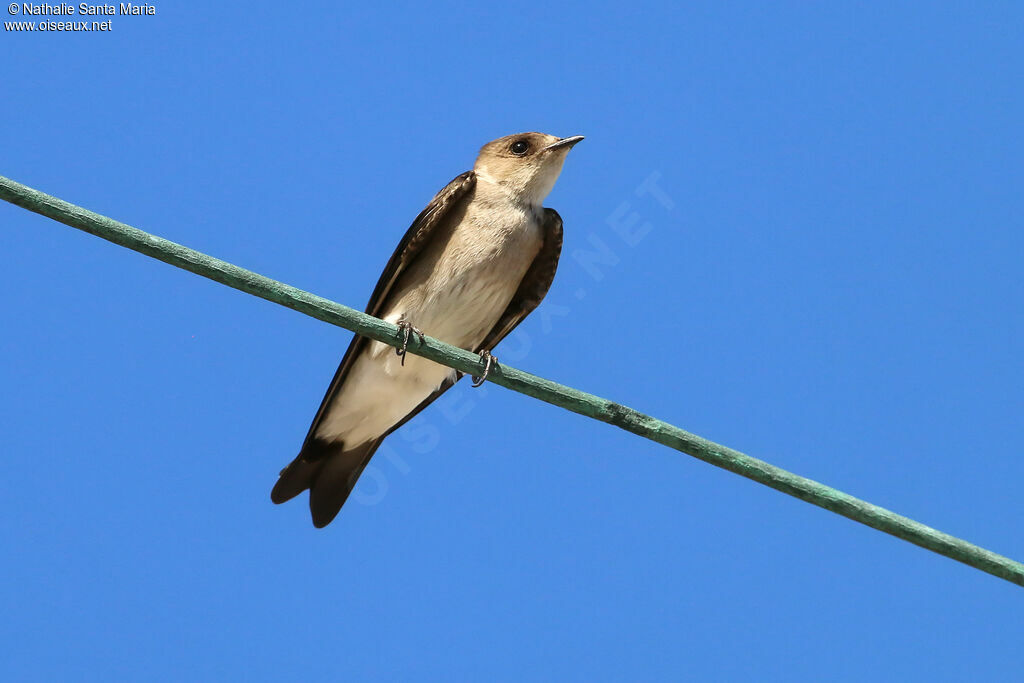 Hirondelle à ailes hérisséesadulte, identification