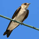 Hirondelle à ailes hérissées