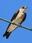 Northern Rough-winged Swallow