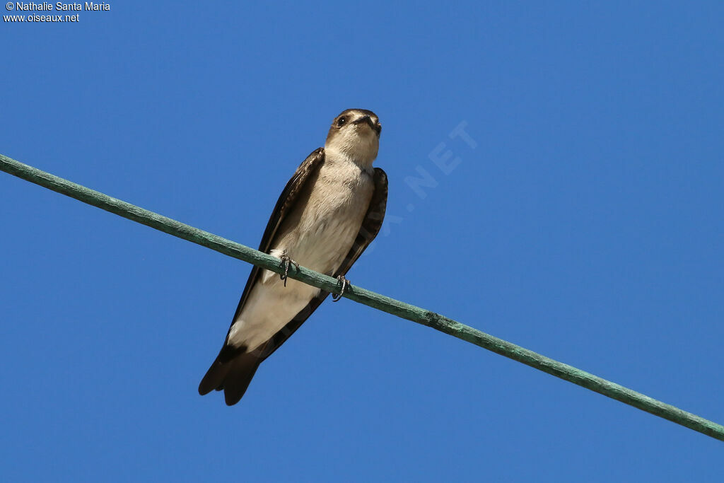 Hirondelle à ailes hérisséesadulte, identification