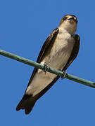 Northern Rough-winged Swallow