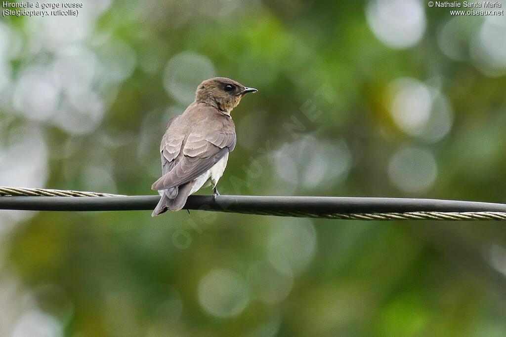 Southern Rough-winged Swallowadult, identification