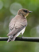 Southern Rough-winged Swallow