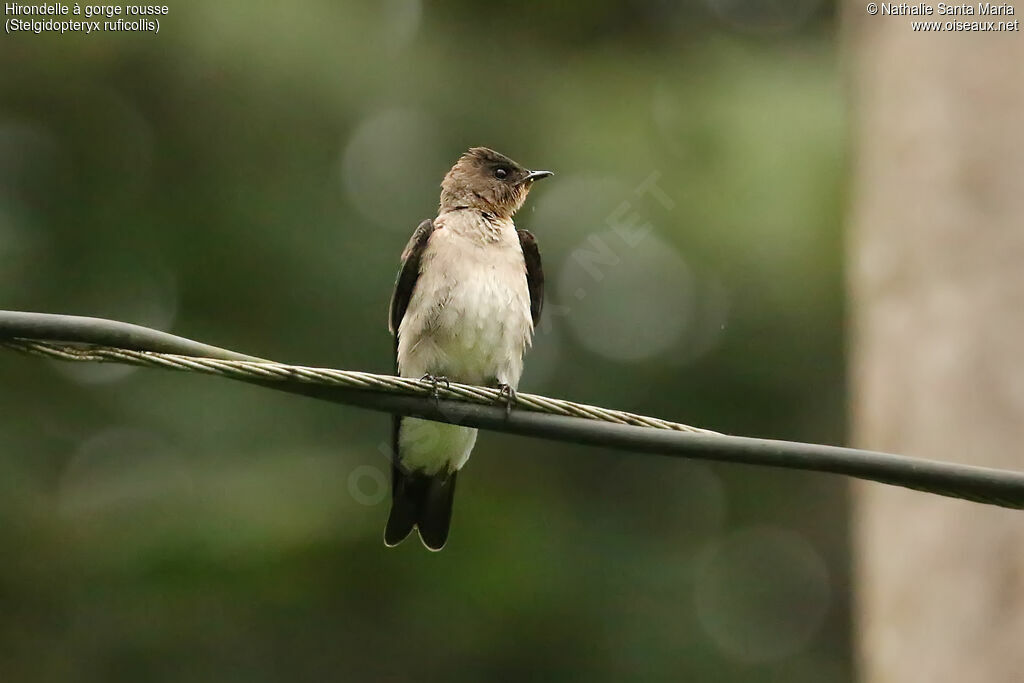 Southern Rough-winged Swallowadult, identification