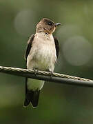 Southern Rough-winged Swallow