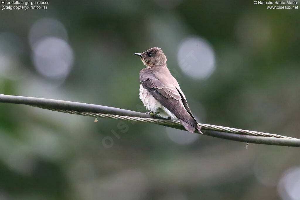 Hirondelle à gorge rousseadulte, identification