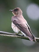 Southern Rough-winged Swallow